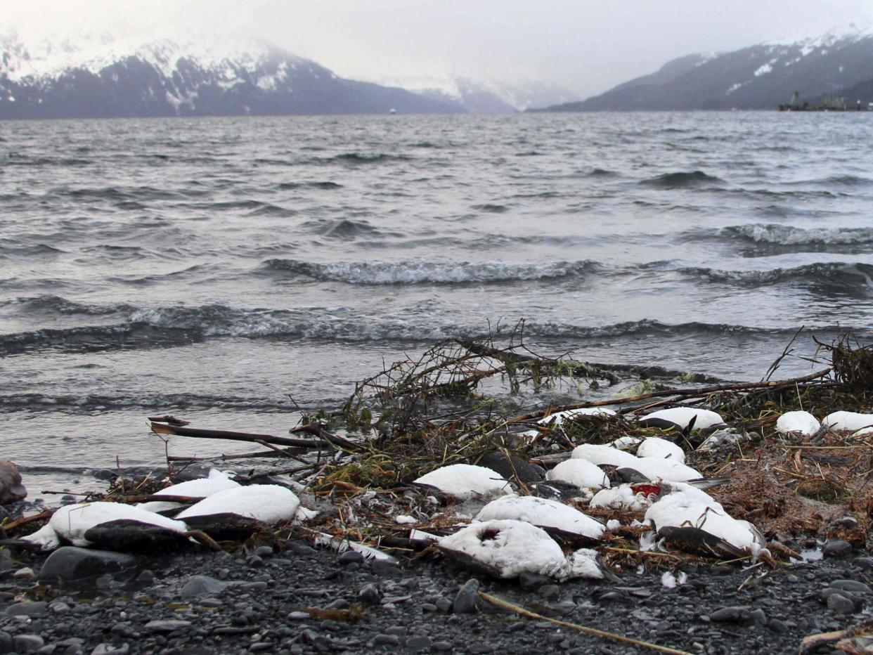 Dead common murres lie washed up on a rocky beach in Whittier, Alaska, in January 2016: AP