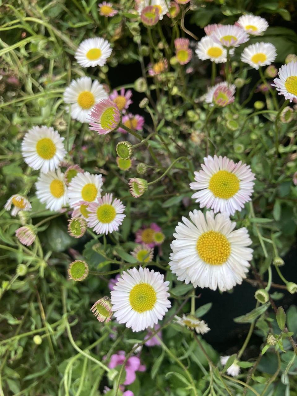 <p>What could be more simple? You can leave them in your lawn, but if you're looking for a daisy to suit your borders and pots, the frothy mass of Erigeron karvinskianus, also known as Mexican fleabane, is a favourite choice with Chelsea designers. It's much smaller than the oxeye daisy, Leucantheumum vulgare, that is a feature of meadow planting and is great for dry planting and tumbling over the edges of containers and <a href="https://www.housebeautiful.com/uk/garden/a30878177/window-boxes/" rel="nofollow noopener" target="_blank" data-ylk="slk:window boxes;elm:context_link;itc:0;sec:content-canvas" class="link ">window boxes</a> for a naturally relaxed look that goes on for most of the year.</p>