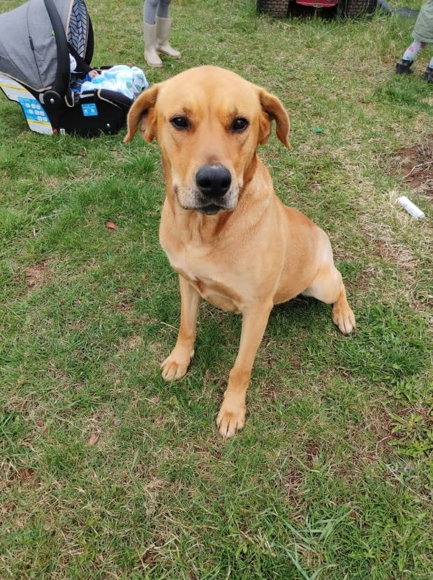 Everest, a four-year old lab mix, was taken back home to Lennox Island by boat after she was found near Hog Island on Tuesday. (Shelley Perry - image credit)