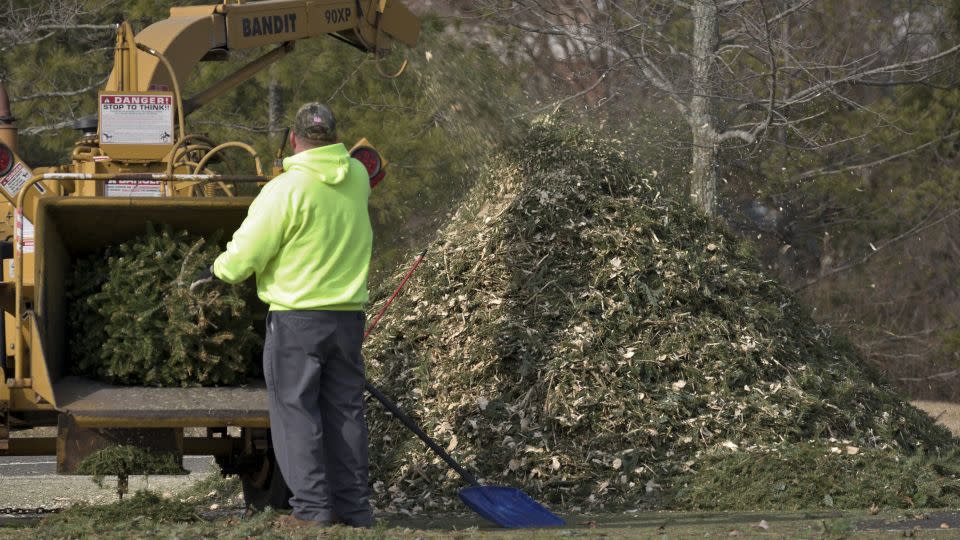 City workers grind Christmas trees from last holiday season in a wood chipper at a community park in Warminster, Pennsylvania, in February 2019. - Bastiaan Slabbers/NurPhoto/Getty Images