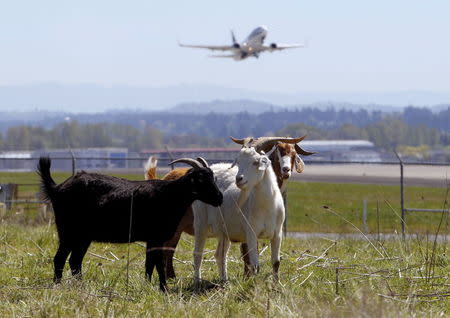 A plane takes off as a herd of goats grazes at the Portland International Airport in Portland, Oregon April 17, 2015. REUTERS/Steve Dipaola