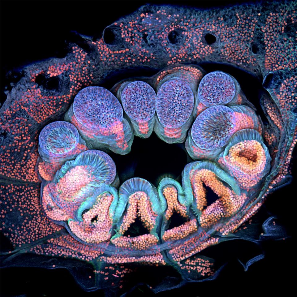 Autofluorescence of a single coral polyp (approx. 1 mm)