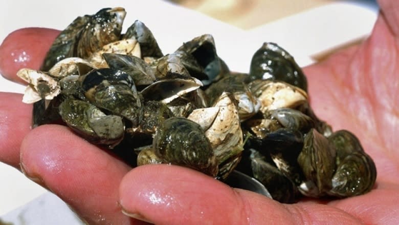 Water advocates say feds need to do more to prevent invasive mussels from moving into B.C.