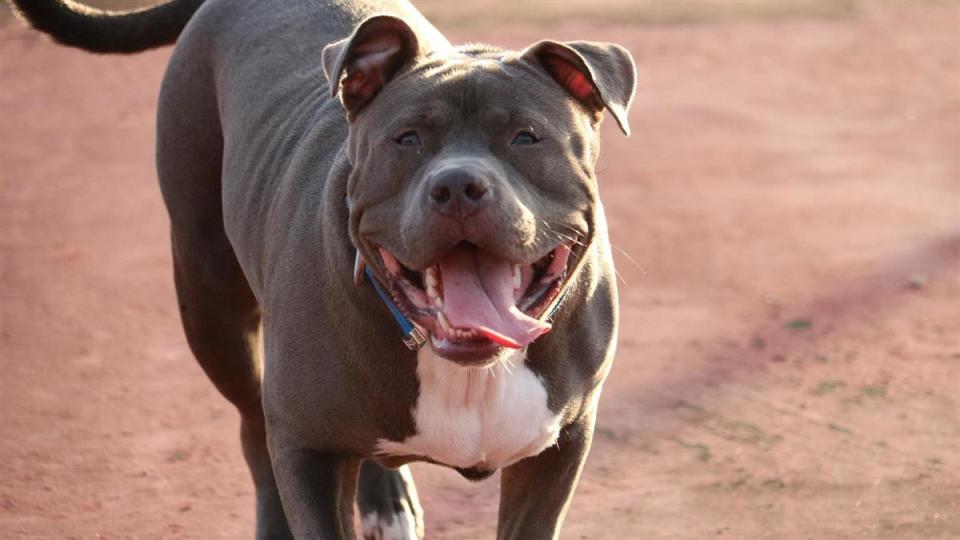 我國已立法禁止飼養比特犬。（示意圖／翻攝自pexels）