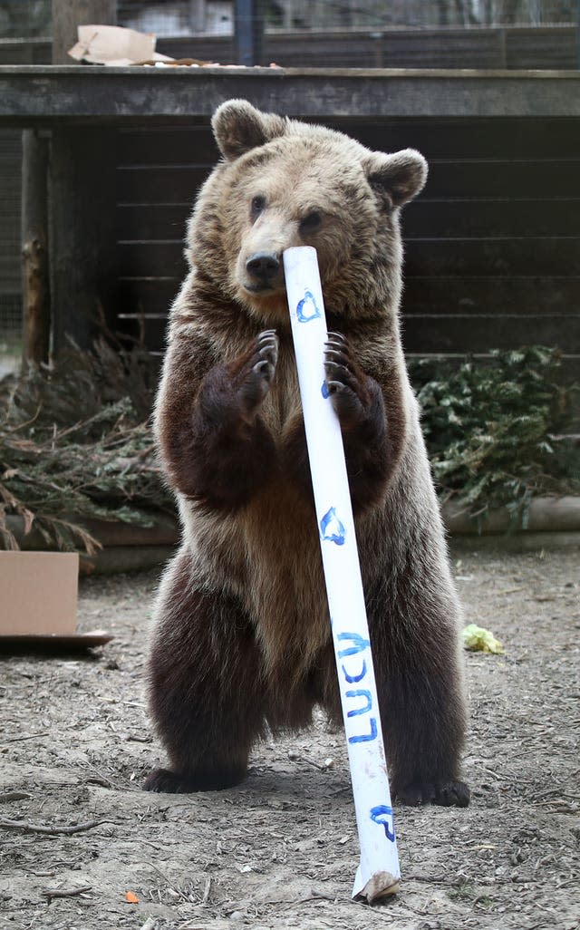 Rescued brown bear cub Mish explores gifts stuffed with his favourite treats ahead of a move from the Wildwood Trust in Kent to a forever home at the Trust’s sister site, Escot in Devon