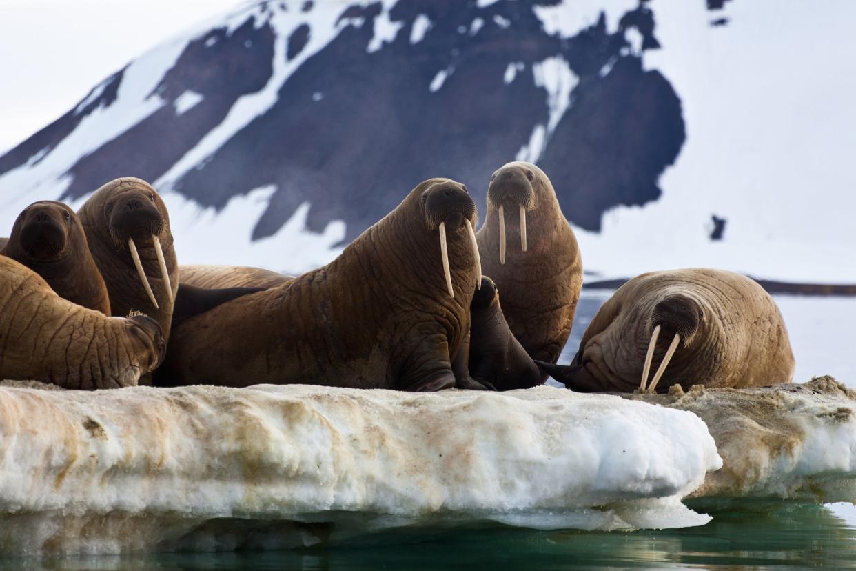 walrus colony, Svalbard Islands