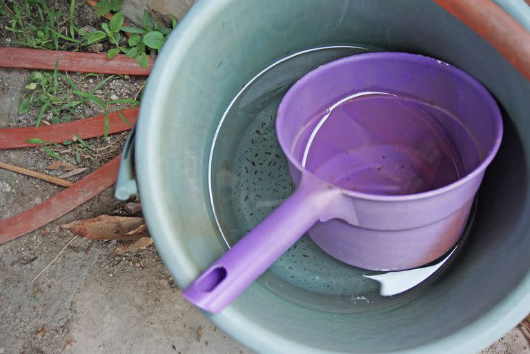 Es importante vaciar y limpiar los recipientes que contienen agua estancada