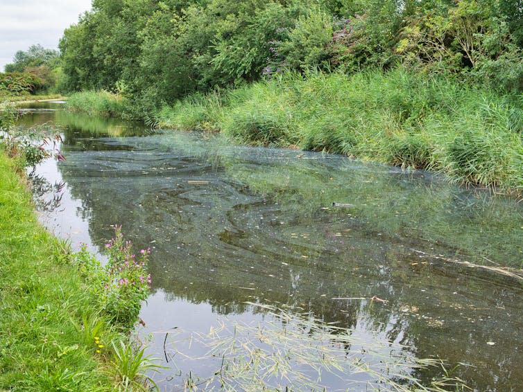 A river with a murky surface.