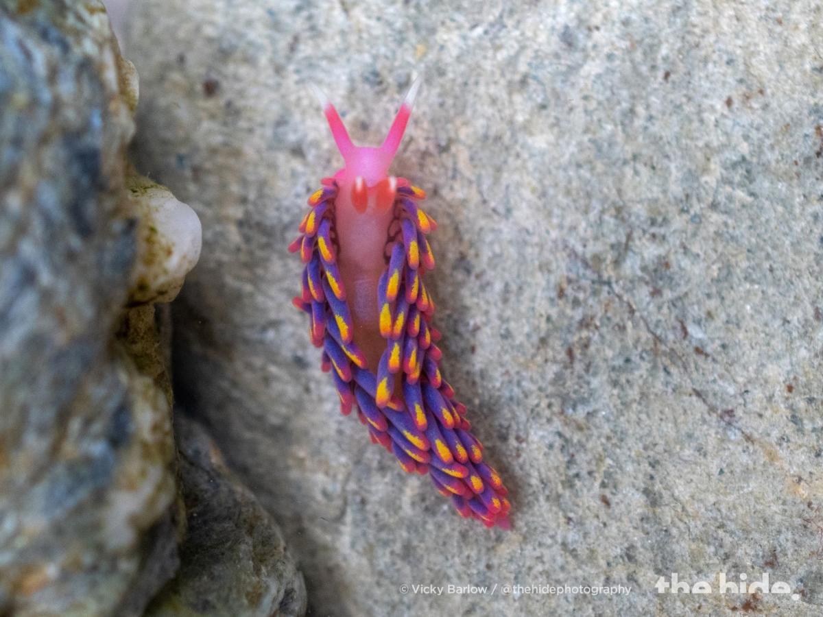 electric sea slug