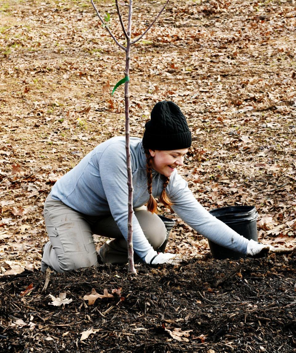 Corinne Carroll helps plant a tree as part of the efforts of Caddo Commissioner John-Paul Young in Highland Park Saturday morning, January 13, 2024.