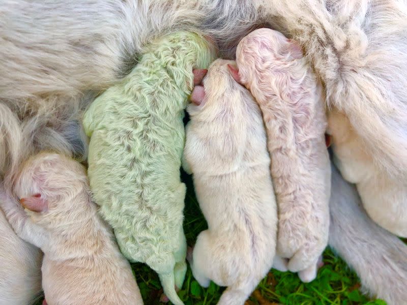 Pistacho, cachorro que nació con pelaje verde, en el día de su nacimiento en una granja en la isla de Cerdeña, en Pattada