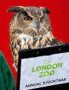 A Eurasian eagle owl is posed up in front of a clipboard during London Zoo's annual stocktake of animals on January 3, 2013 in London, England. (Photo by John Phillips/Getty Images)