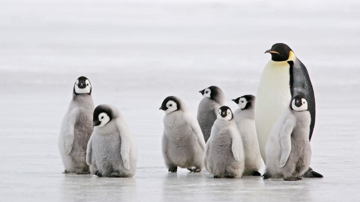 antarctic babysitter