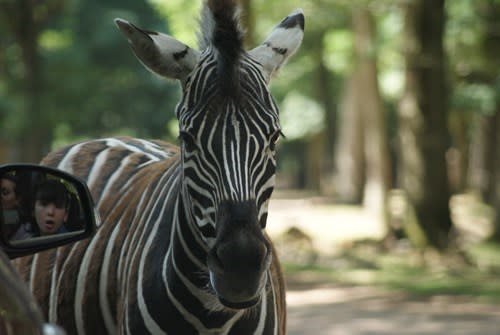 Zebrastreifen