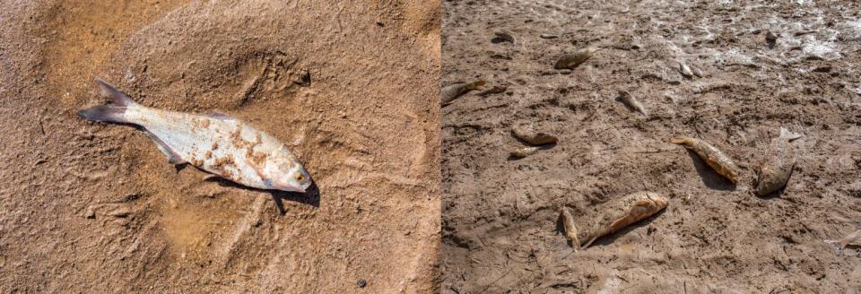 From left, a gizzard shad in the streambed. At right, fish species of all kinds turn muddy and brown from struggling to find water in the San Acacia reach, dying by the hundreds.