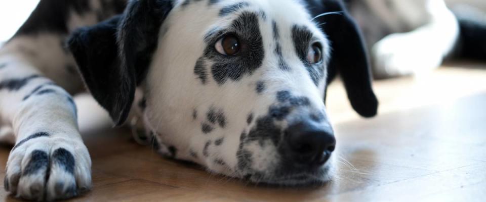 Dalmatian lying on the floor in the sun