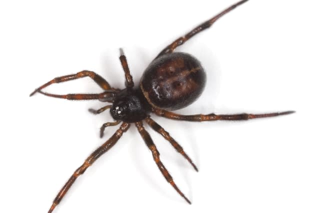 UK's 'most dangerous' spider set to invade our homes