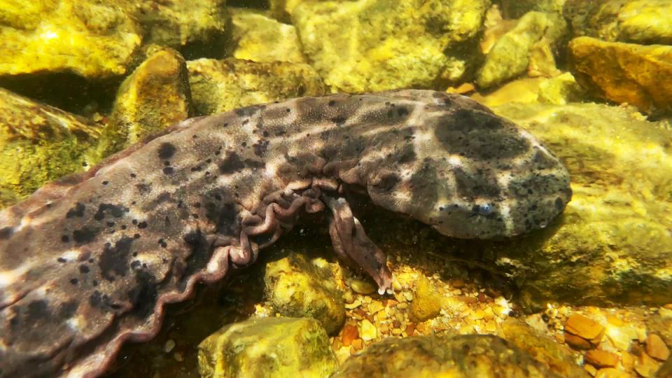 Come the end of summer, 811 Ozark and eastern hellbenders will have been released into Ozark rivers.