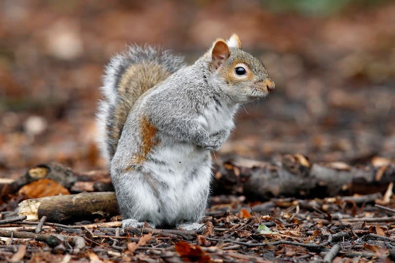 File photo of a grey squirrel