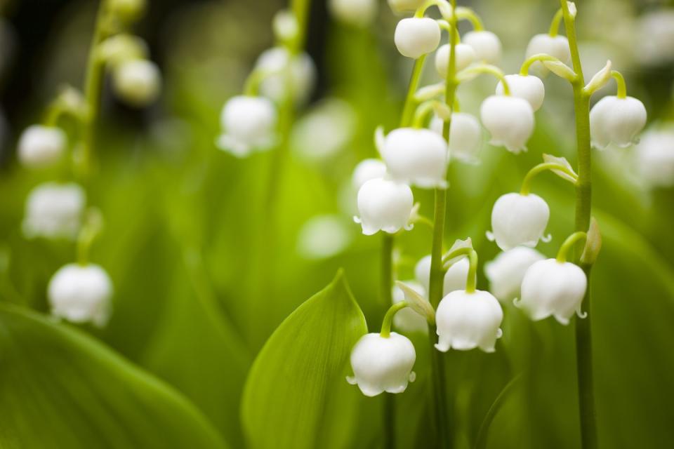 3) Lily of the Valley