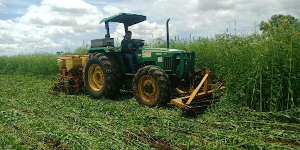 Semis direct du maïs sous couvert végétal au Cambodge. Le couvert intermédiaire est détruit mécaniquement, et le maïs est semé directement sans labour ni travail du sol, le sol étant ainsi en permanence couvert et protégé contre l’érosion. Vira Leng, Fourni par l'auteur