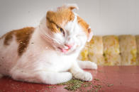 <p>“You can never anticipate the outcome when you throw down a pile of catnip,” said Marttila. (Photo: Andrew Marttila/Caters News) </p>