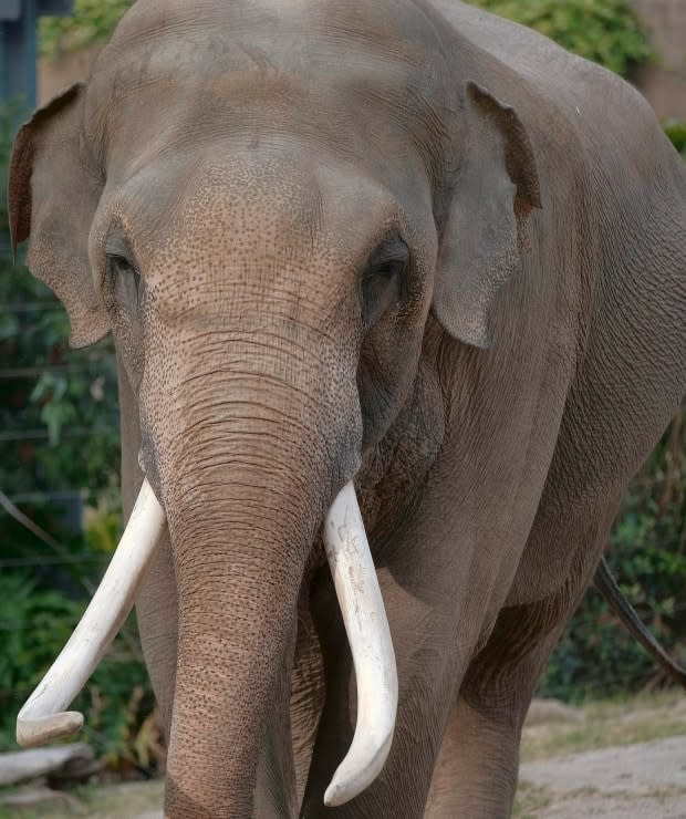Fort Worth Zoo said it cancelled the decision to import two female elephants from African Lion Safari.  (Richard Vogel/The Associated Press - image credit)