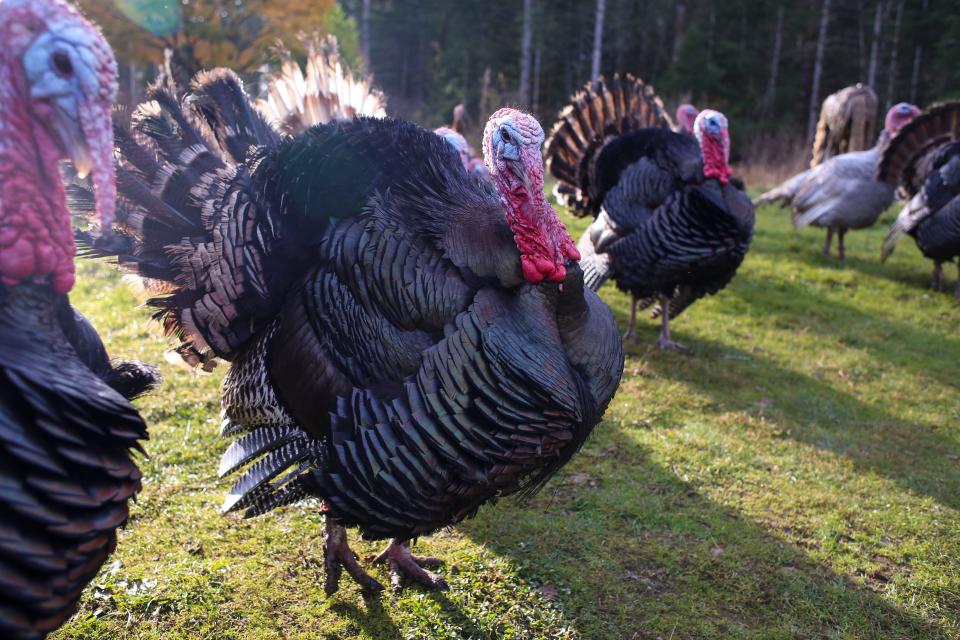 FILE — A tom stretches his legs during his "supervised ranging" time, which Kathy Parker, owner of Gold Mountain Turkeys, is safer for the birds than free-ranging.