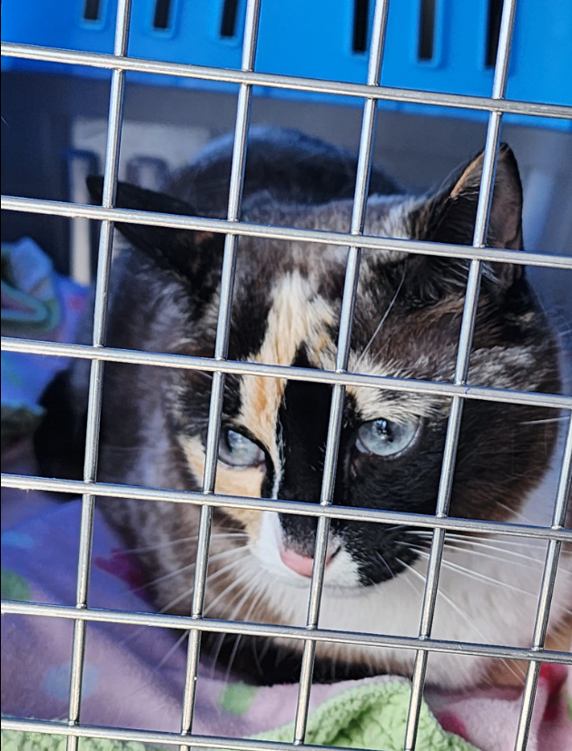 A curious cat named Galena from Utah ended up taking an unexpected trip across state lines after unsuspectedly climbing inside an Amazon package its owner returned. Carrie Stephens Clark (pictured here on a flight with her husband traveling to pick up Galena) said her cat went missing April 10. 2024. Thanks to a microchip, a California vet and help from Amazon worker Brandy Hunter, the cat was safely returned home.