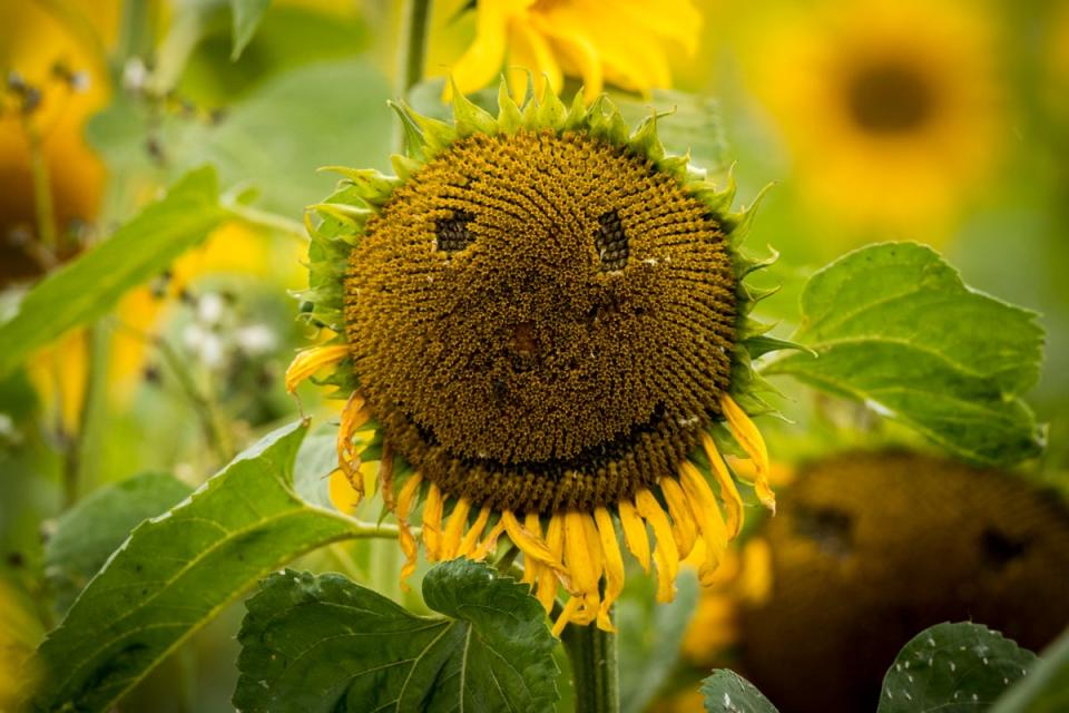 World Smile Day was introduced by Harvey Ball, who invented the smiley face  (PA Archive)