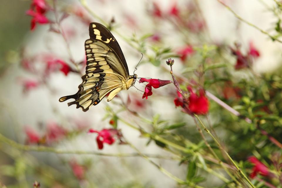 how to create a pollinator garden