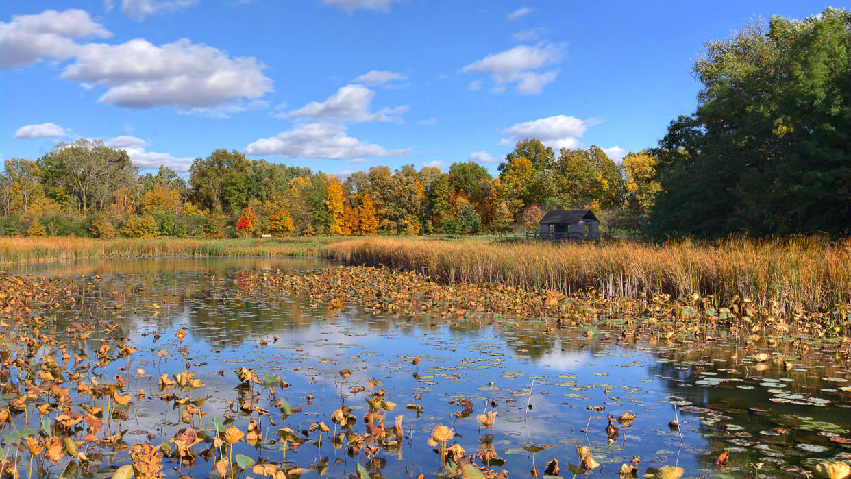 Beautiful autumn scene at a tranquil fishing pond in Ohio.