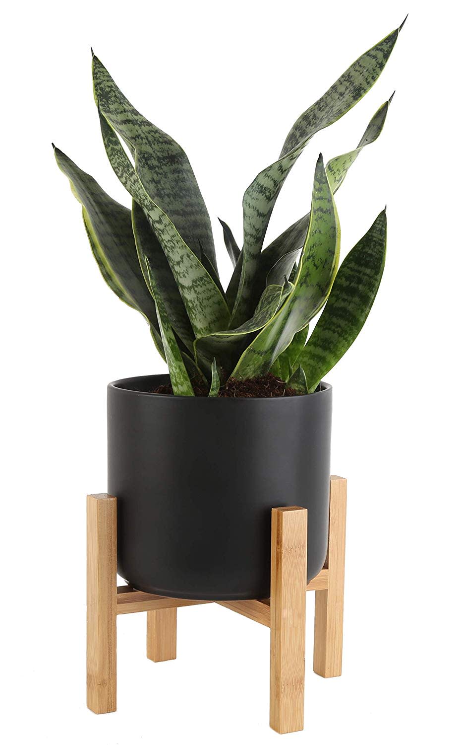 Let this snake plant slither into your life. (Photo: Amazon)