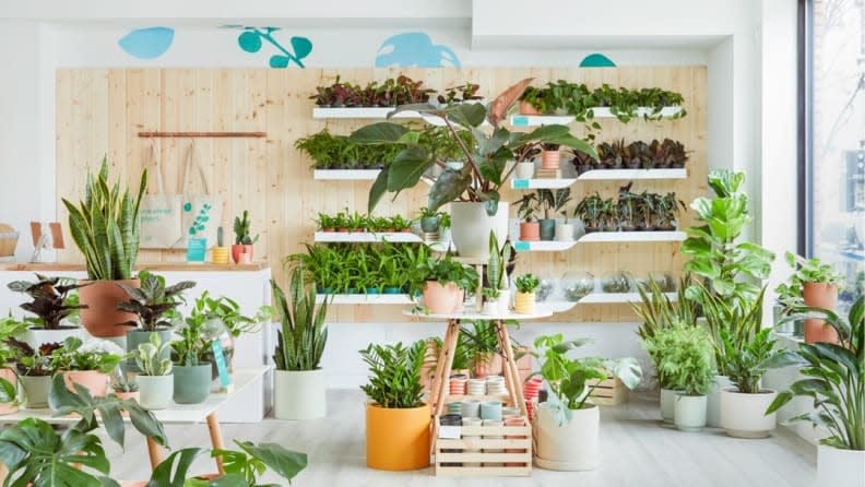 Turn your home into a plant-packed paradise.