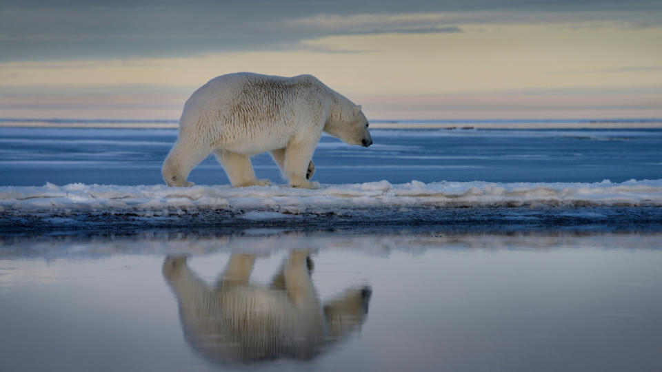 A polar bear walks on the ice.