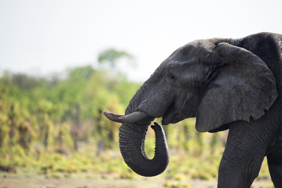 African elephants are at increasing risk of extinction, experts warn (AFP)