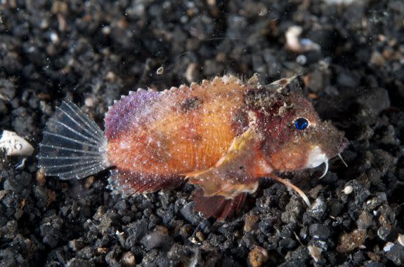 A blue-eyed stingfish