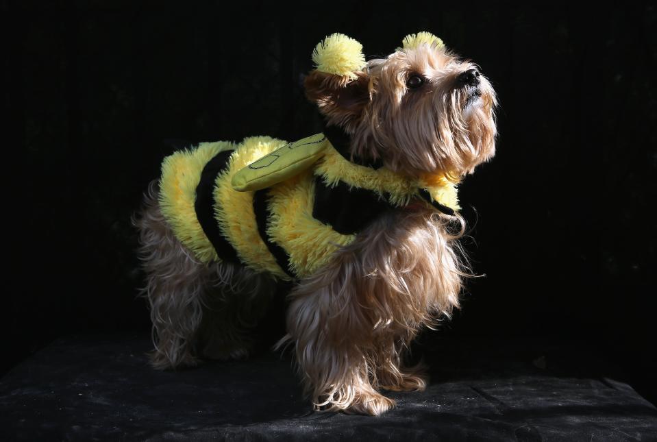 NEW YORK, NY - OCTOBER 20: Daisy, a Yorkie, poses as a bumble bee at the Tompkins Square Halloween Dog Parade on October 20, 2012 in New York City. Hundreds of dog owners festooned their pets for the annual event, the largest of its kind in the United States. (Photo by John Moore/Getty Images)