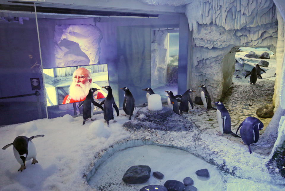 RETRANSMISSION (deleting Centre in name of venue). Gentoo penguins watching Christmas movies at the SEA LIFE London Aquarium.