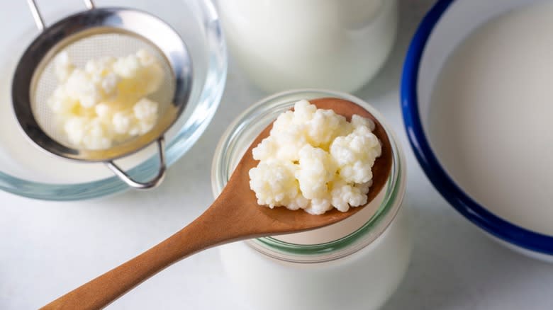 wooden spoon of kefir grains