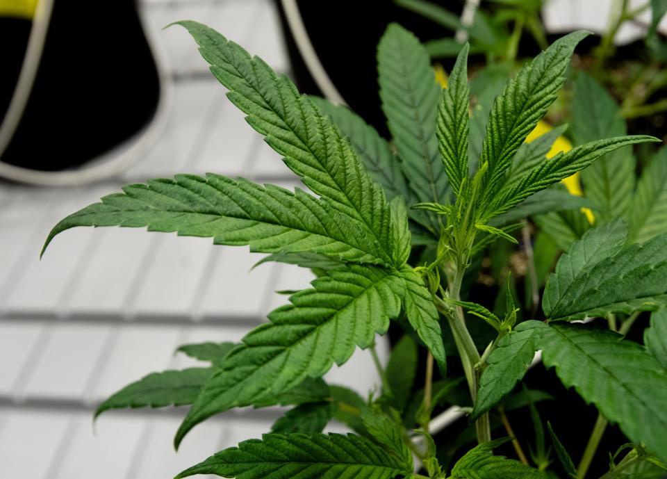 Ohio legal marijuana advocates say GOP leaders are trying to block 2022 ballot question