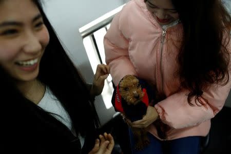 Girls play with a dog at live streaming talent agency Three Minute TV in Beijing, China, February 15, 2017. Picture taken February 15, 2017. REUTERS/Thomas Peter