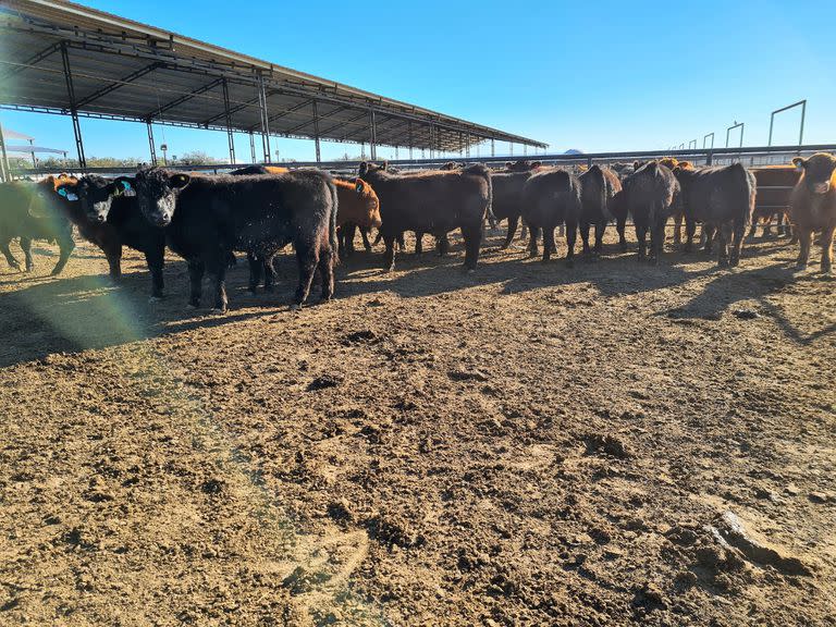 En Jesús María, Córdoba, la raza Angus organizó su primera prueba de Eficiencia de Conversión