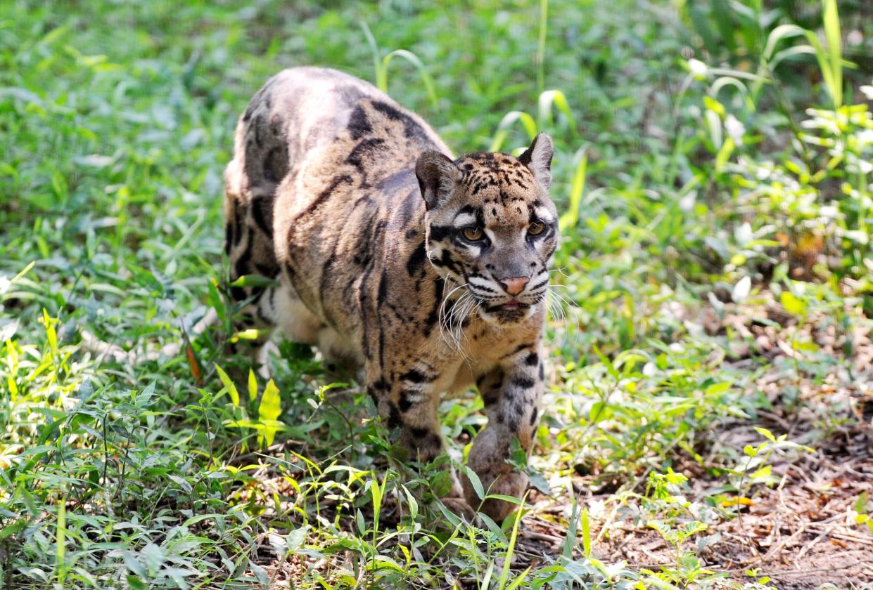 The ‘extinct’ Asian big cat, similar to the clouded leopard (pictured above at Taipei city zoo in 2013) was last seen in 1983. (Getty)