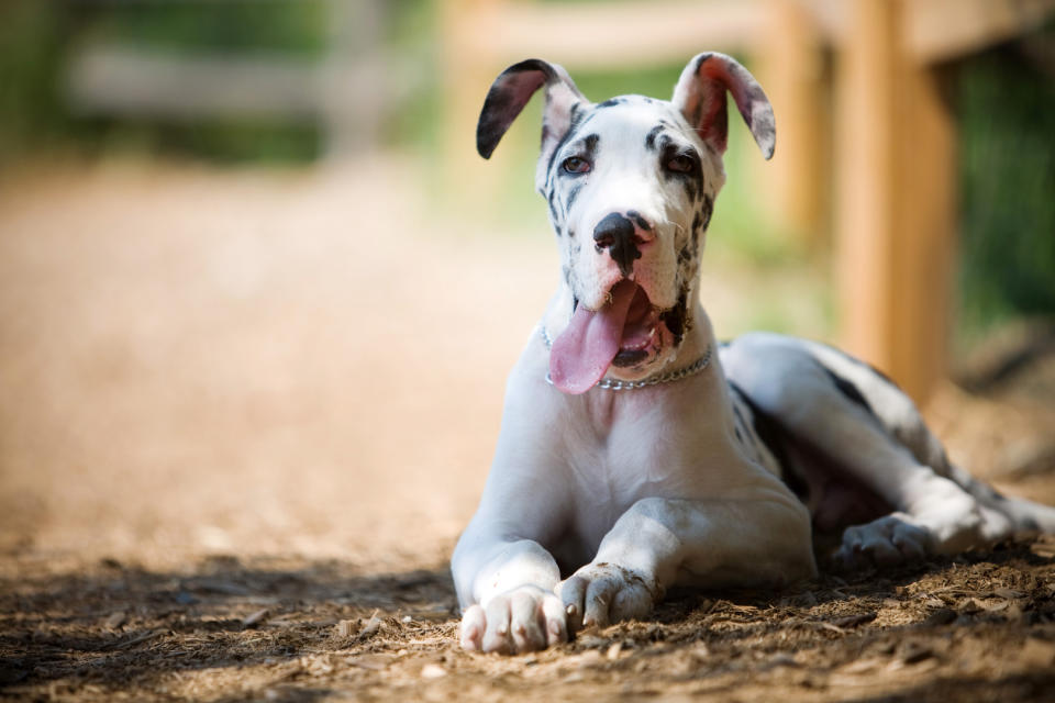 Great dane sitting down