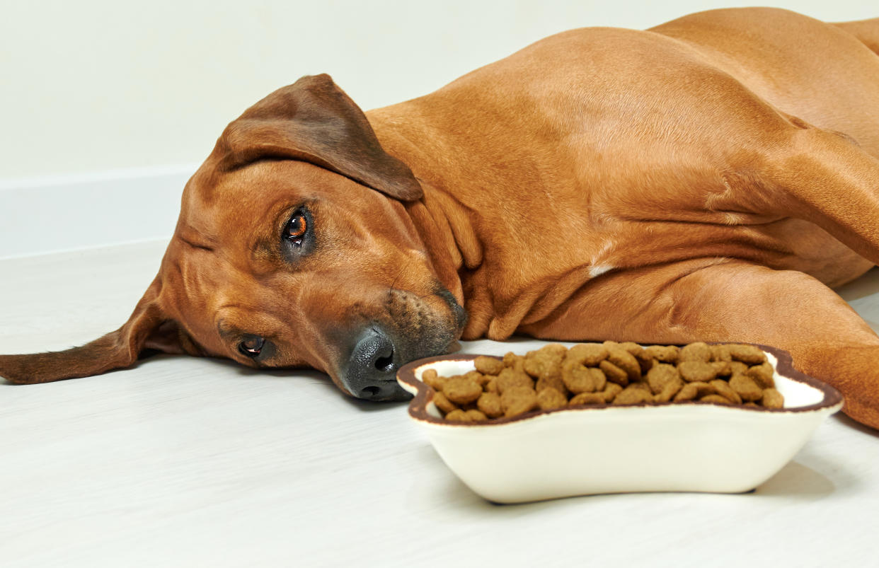 Dog lying on the floor next to bowl full of dry food and refuse to eat, no appetite. (Getty Images)