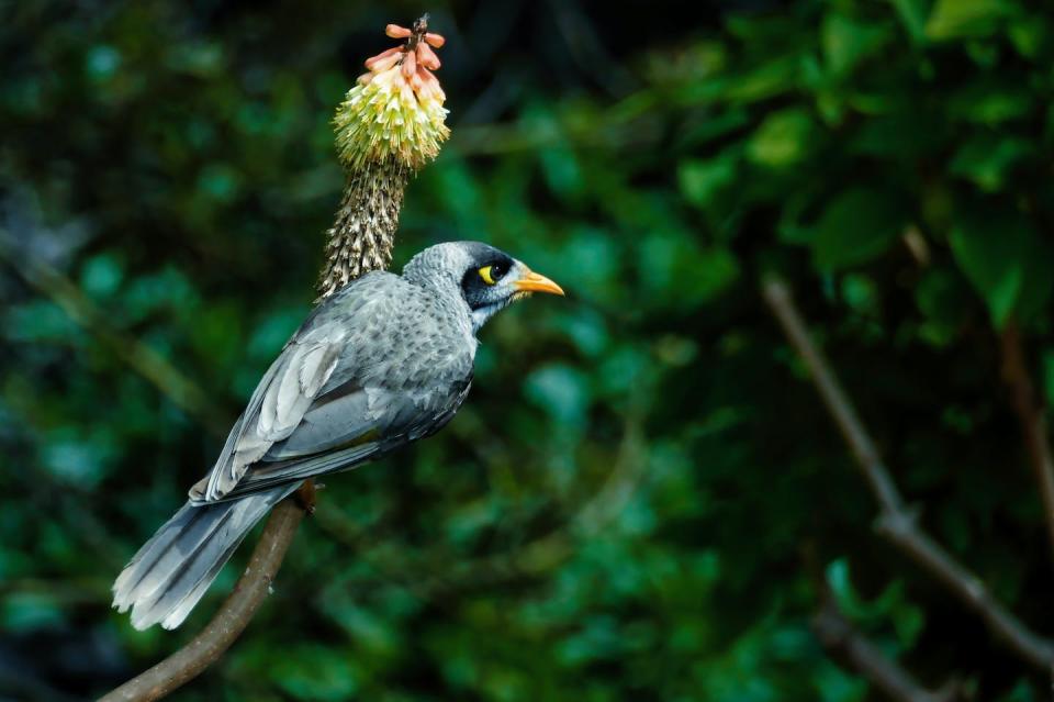 <a href="https://www.pexels.com/photo/australian-noisy-miner-sitting-on-a-native-blooming-flower-13024717/" rel="nofollow noopener" target="_blank" data-ylk="slk:Photo by Vlad Kutepov/Pexels;elm:context_link;itc:0;sec:content-canvas" class="link ">Photo by Vlad Kutepov/Pexels</a>, <a href="http://creativecommons.org/licenses/by/4.0/" rel="nofollow noopener" target="_blank" data-ylk="slk:CC BY;elm:context_link;itc:0;sec:content-canvas" class="link ">CC BY</a>