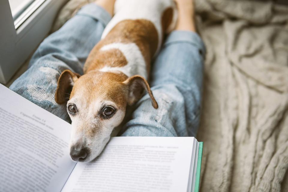 small dog puts head in book on owner's lap