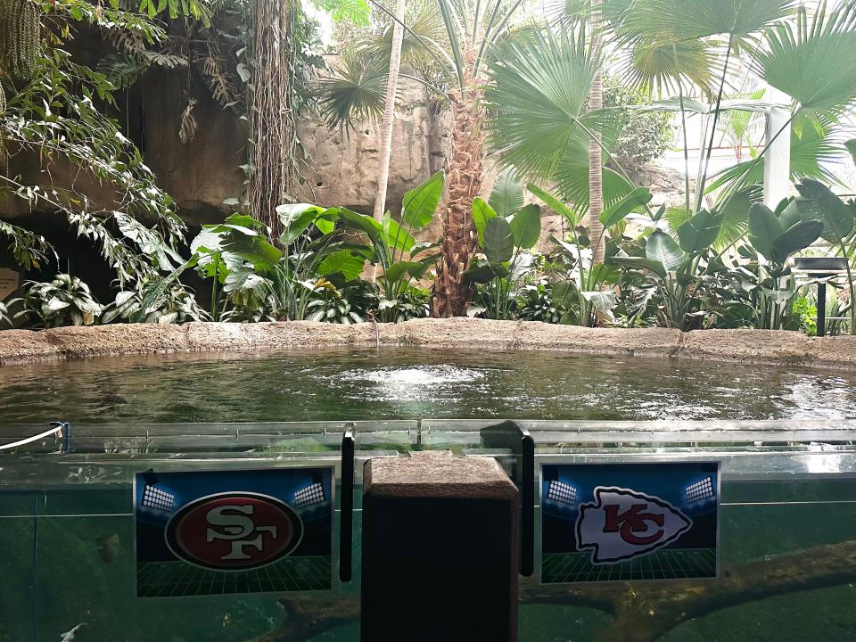 Blank Park Zoo placed food in front of logos for the Kansas City Chiefs and San Francisco 49ers to allow its tiger shovelnose catfish to make a Super Bowl 2024 prediction