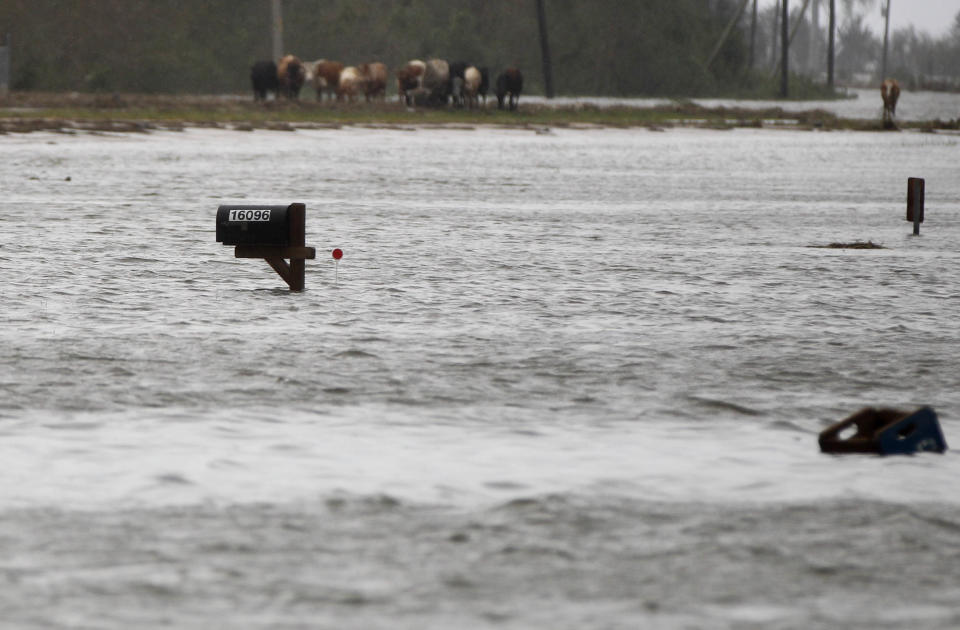 An Aug. 30, 2012 photo shows a nearly submerged mailbox and cattle stranded by floodwaters after Hurricane Isaac in Plaquemines Parish, La. Hurricane Isaac turned some of the best ranch land in Louisiana into a miles-long pond of blackish and foul-smelling floodwaters. Snakes, birds and a lot of the livestock raised here by a handful of ranching families drowned in Isaac's storm surge, which overwhelmed the weak levees protecting this farm country south of New Orleans. (AP Photo/Gerald Herbert)